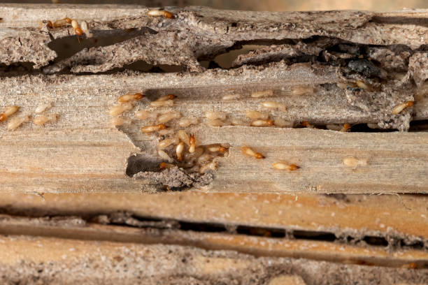 Best Rodent Control Near Me  in National Park, NJ